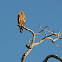Tawny Eagle