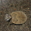 Malayan Forest Softshell