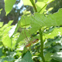 Harvestmen
