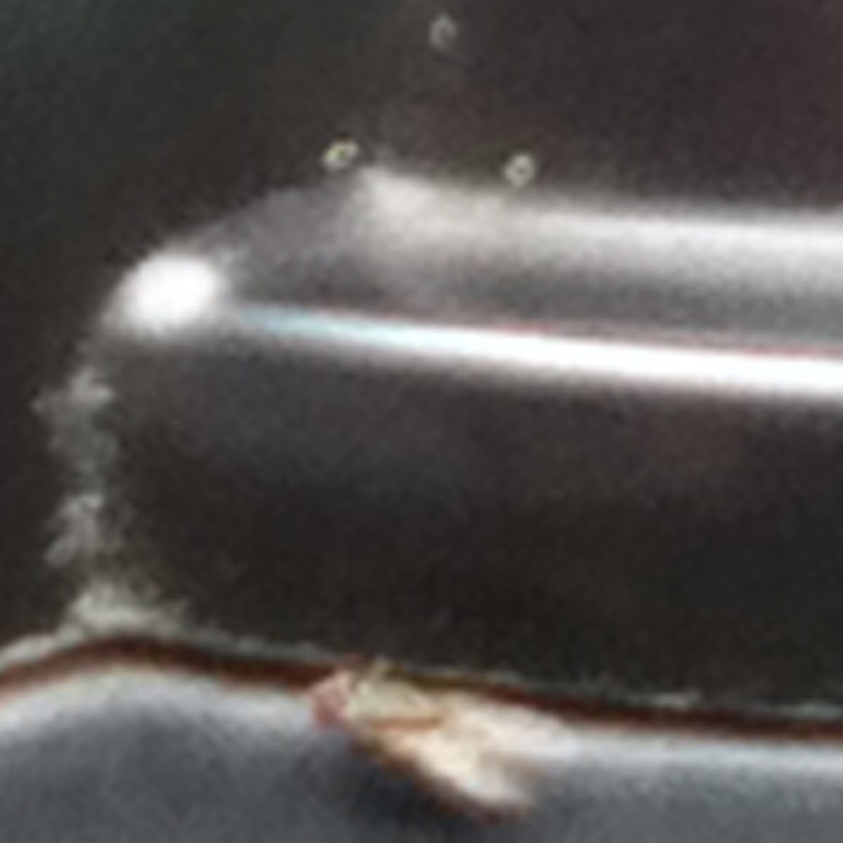 Fly