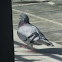 Rock Dove