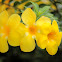 Golden Trumpet
