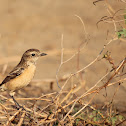 Siberian Stonechat