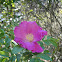 seaside salt spray rose
