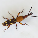 Straight-snouted Weevil