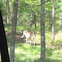 White tailed dear