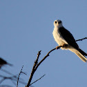 White-tailed Kite