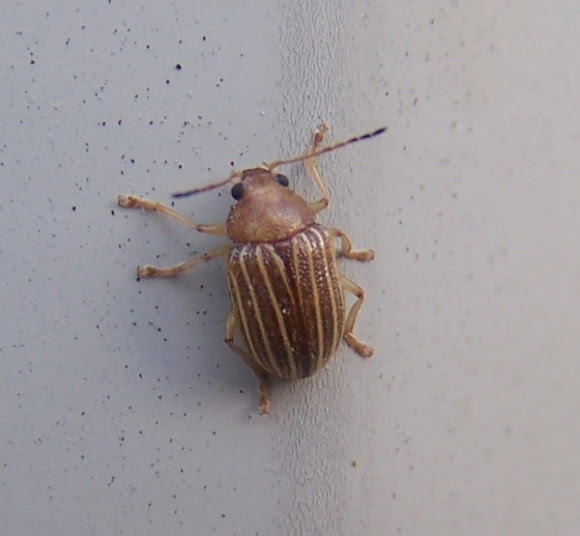 Spotting Image 1