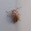 Leaf Beetle