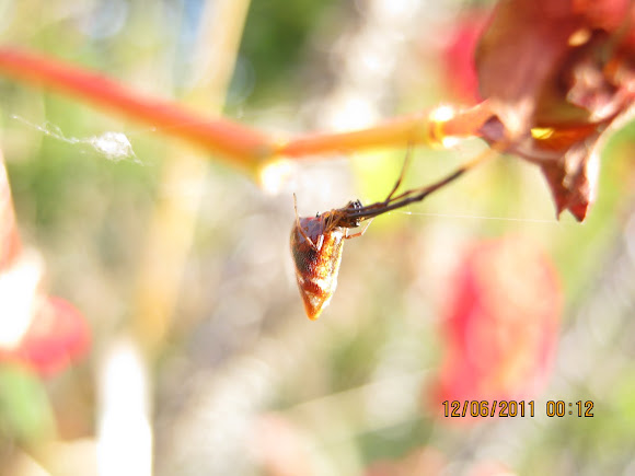 Spotting Image 1