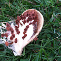 Milkweed pod