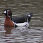 Red Breasted Goose