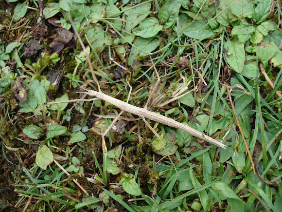 Spotting Image 1