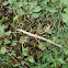 Indian stick insect