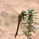 Unknown Dragonfly