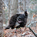Wild Turkeys