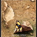 The Yellow Pansy