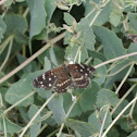 Texas Crescent