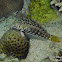 Cylindrical Sandperch