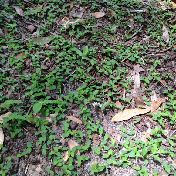 Spotting Image 1