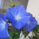 Morning Glory