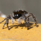 Grey Wall Jumper