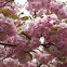 Cherry Blossoms