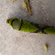 Oruga sp.