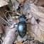 Carabus coriacerus