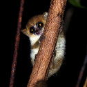 Tiny mouse lemur