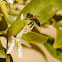 Western Honey Bee