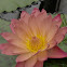 Water Lillies