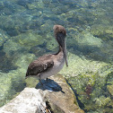 Pelican