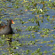 Common Gallinule