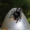 Bold Jumper
