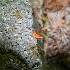Harvestmen