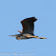 Purple Heron; Garza Imperial