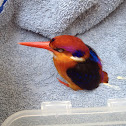 Oriental Dwarf Kingfisher