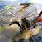 Crayfish, Cangrejo americano
