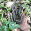 Garter snake
