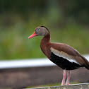 Northern Black-bellied Whistling Duck