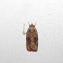 Feather Duster Agonopterix