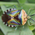 Mattiphus Shield Bug