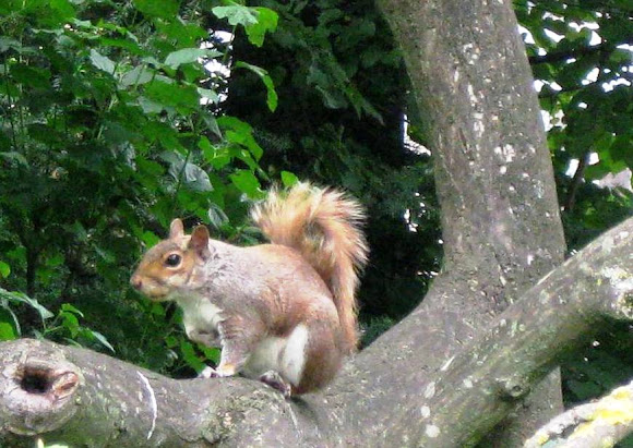 Spotting Image 1