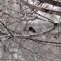 Oregon Junco