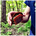 Western painted turtle