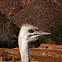 Ostrich