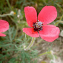 Amapola. Poppy