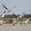 Pink-backed Pelican