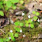 Twinflower